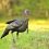 The “State of the Wild Turkey” in the Southeast