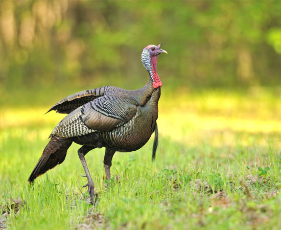 Wild Florida Turkey