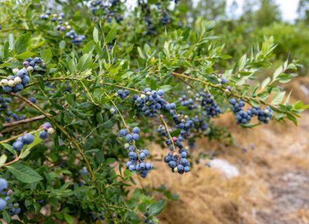 Progressive Farms_K2 Edit-13