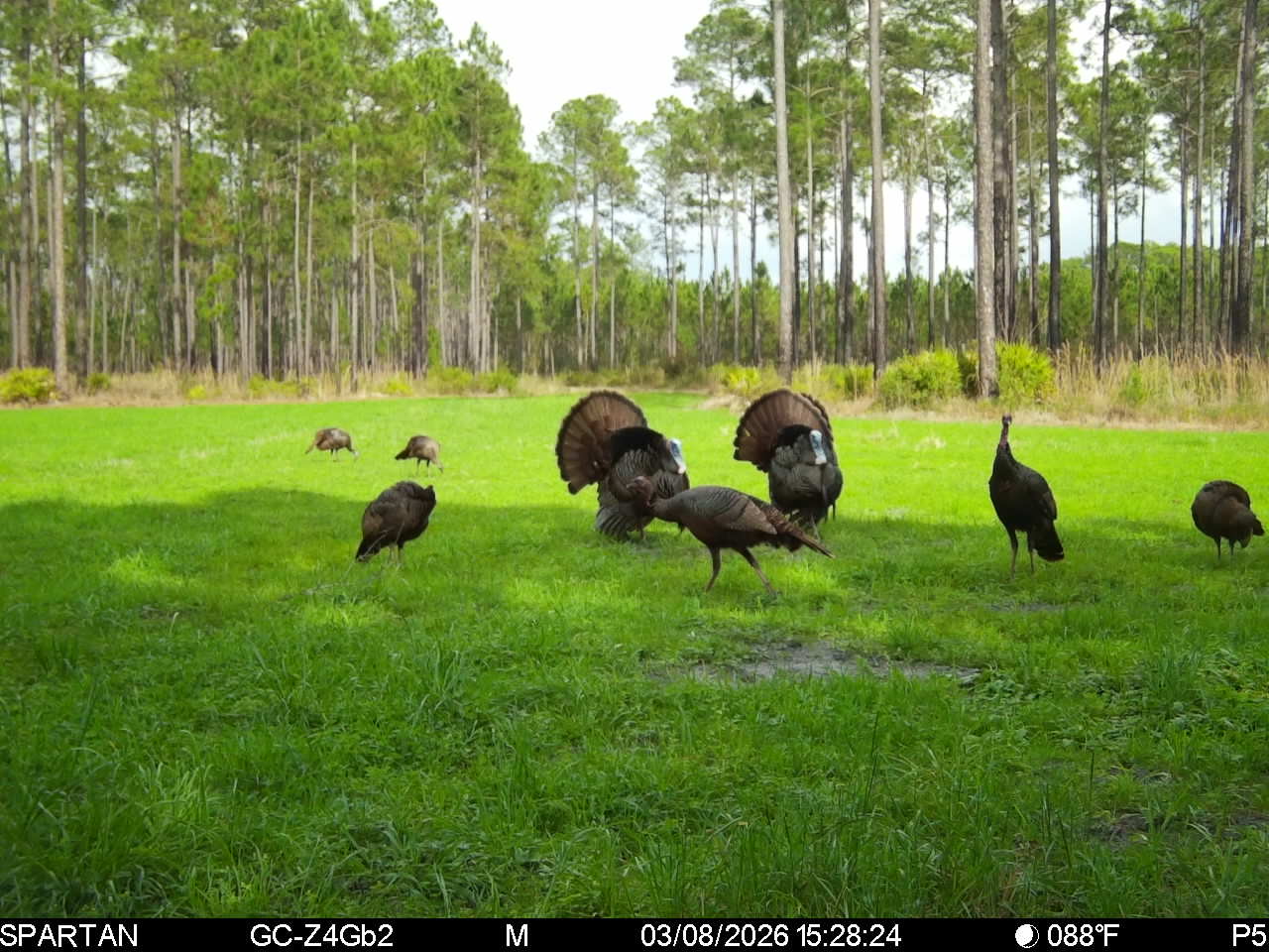 field with turkeys